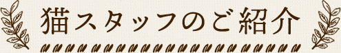猫スタッフのご紹介