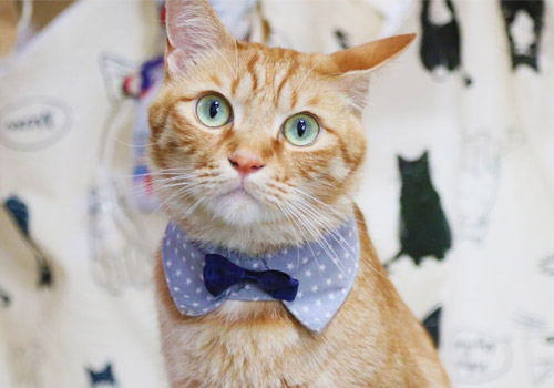 ようこそ!!猫のいる温泉民宿 海風荘へ。